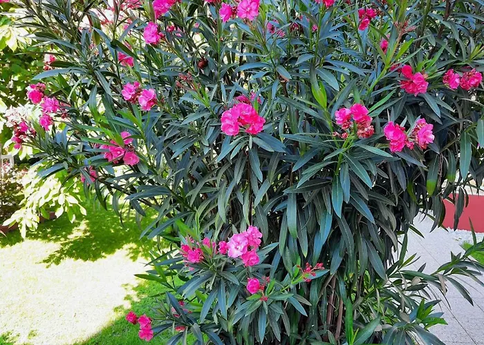 Siofok, Balaton 5 דירה שיופוק